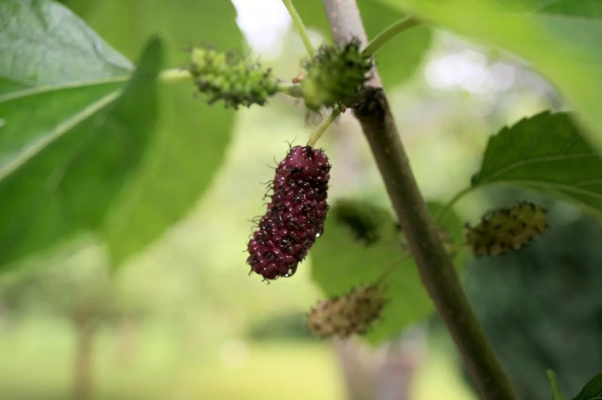 1 Red Mulberry Tree Live Starter Plant - Morus Rubra - Native American Fruit Tree with Delicious Berries