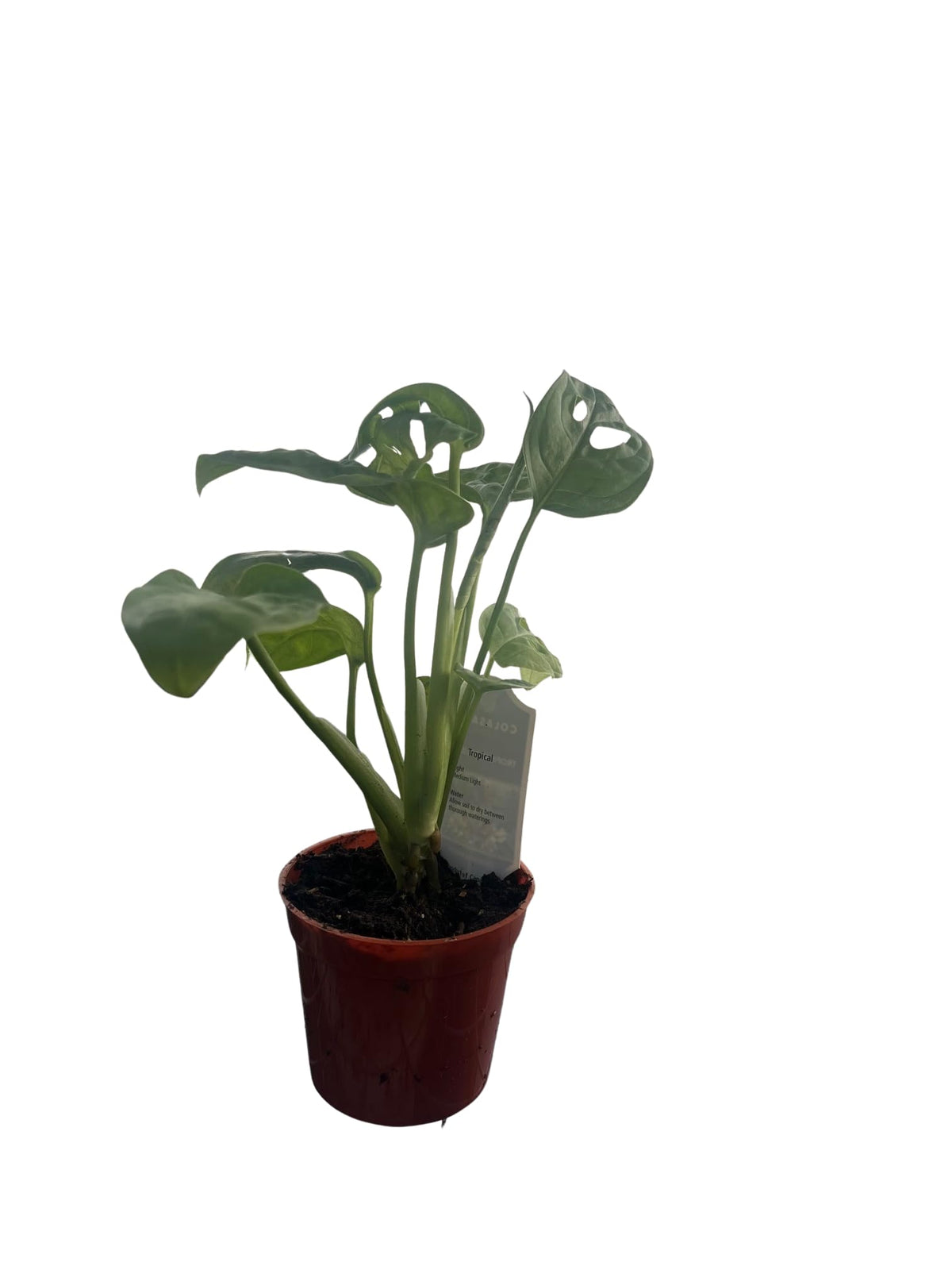 Swiss Cheese Plant - Monstera adansonii - 2.5" Pot