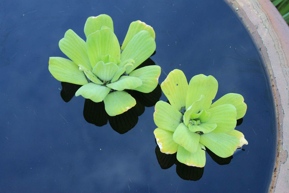 Water Lettuce - Floating Live Pond Plant