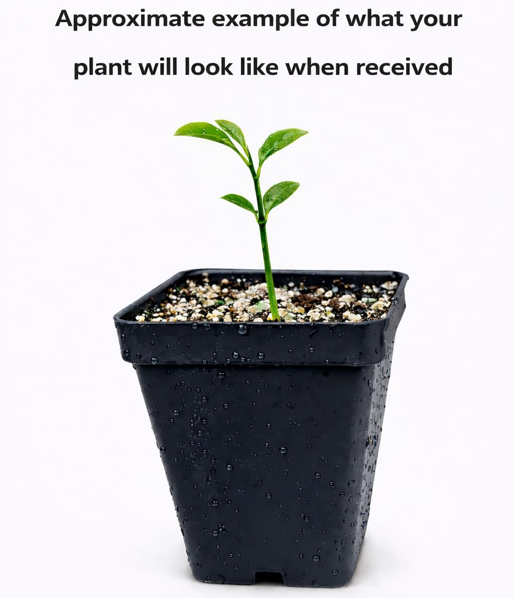Yuzu Tree - 2-5 Inch Tall Live Plant - Potted Cold Hardy Indoor/Outdoor Citrus Seedling - Yellow Lemon Citron Fruit Plant - Yuzu ichandrin