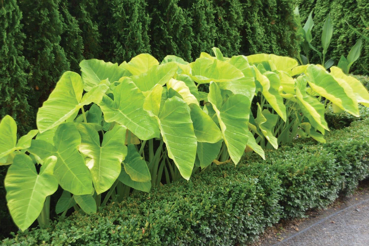 RedCrocus - RedCrocus Assorted Elephant Ear Xanthosoma – Large Tropical Foliage Plant, Shade Garden, Container Friendly, Pollinator Attractant, Indoor Use, Durable, Easy Care 6" Pot