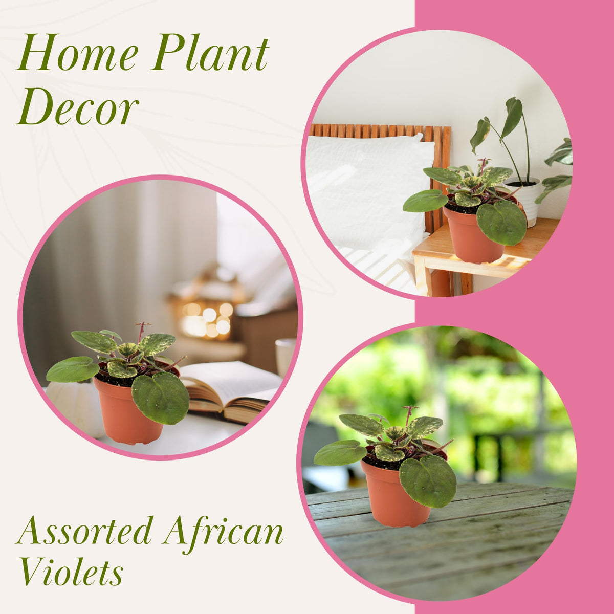 Live Plant Assorted African Violets 4" - Easy to Care and Grow Air Purifying Indoor House Plants - Rare African Violets Plant - Flowers for Home Office Room Decor & Giftable(Heat Pack Included)