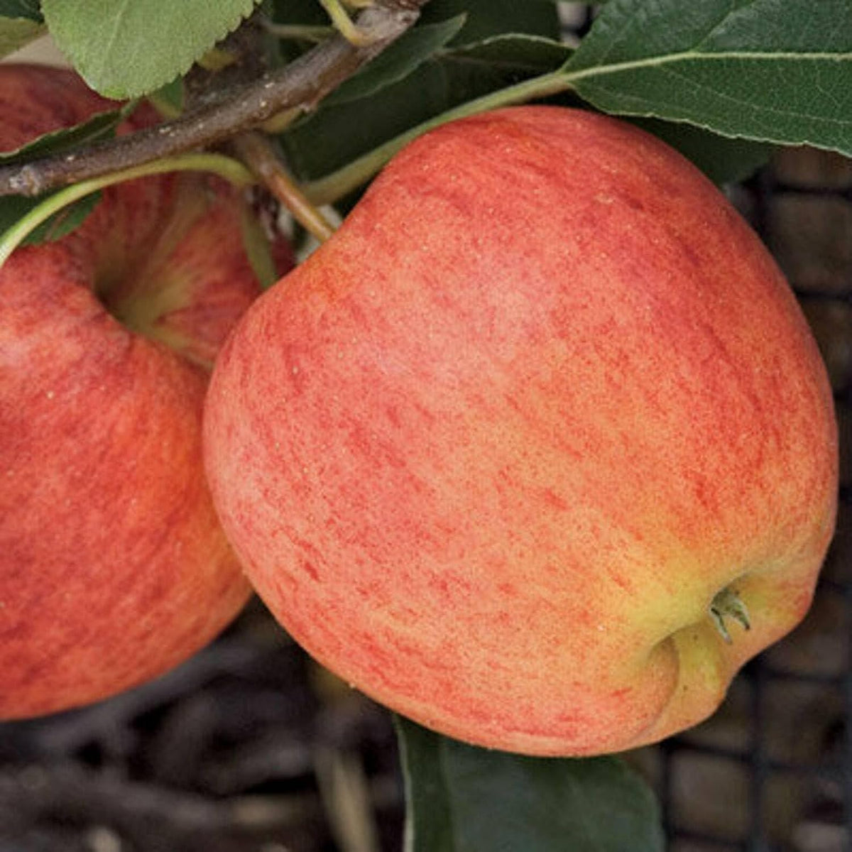 Gala Apple Tree - 24-36" Tall Live Plant - 2-3 Foot Tall Juicy Red Apple Fruit Tree - Malus domestica 'Gala'