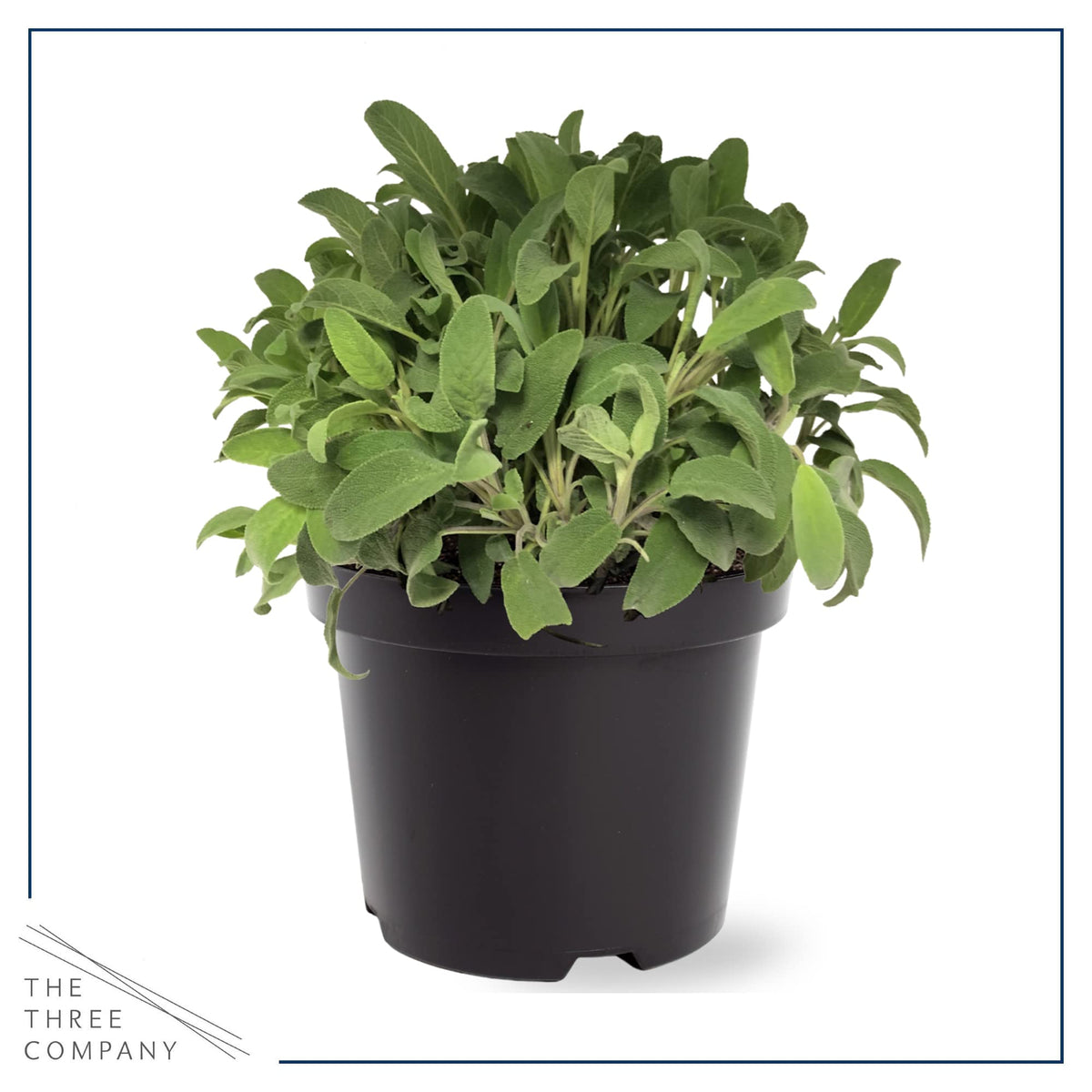 Live Aromatic and Edible Herbs - Assorted Varieties (4 Per Pack) - Lemon Verbena, Eucalyptus, Mint, Lavender - 6" Tall by 3" Wide in 1 Pint Pot