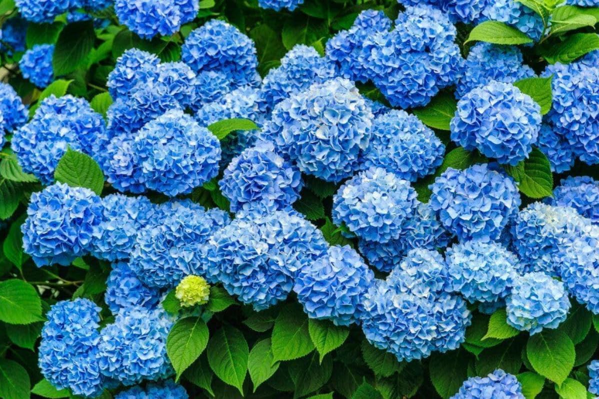2 Nikko Blue Hydrangea Shrubs - 6-14" Tall Live Plants - Flowering Bush for Gardens, Flower Beds - (2 Pack)
