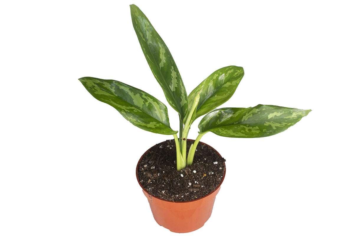 Agloenema Chinese Evergreen - 4'' from California Tropicals