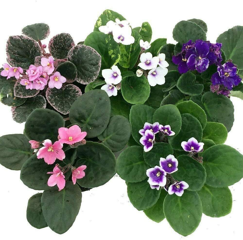 Novelty African Violet 4" with Ceramic Pot Best Blooming Plant