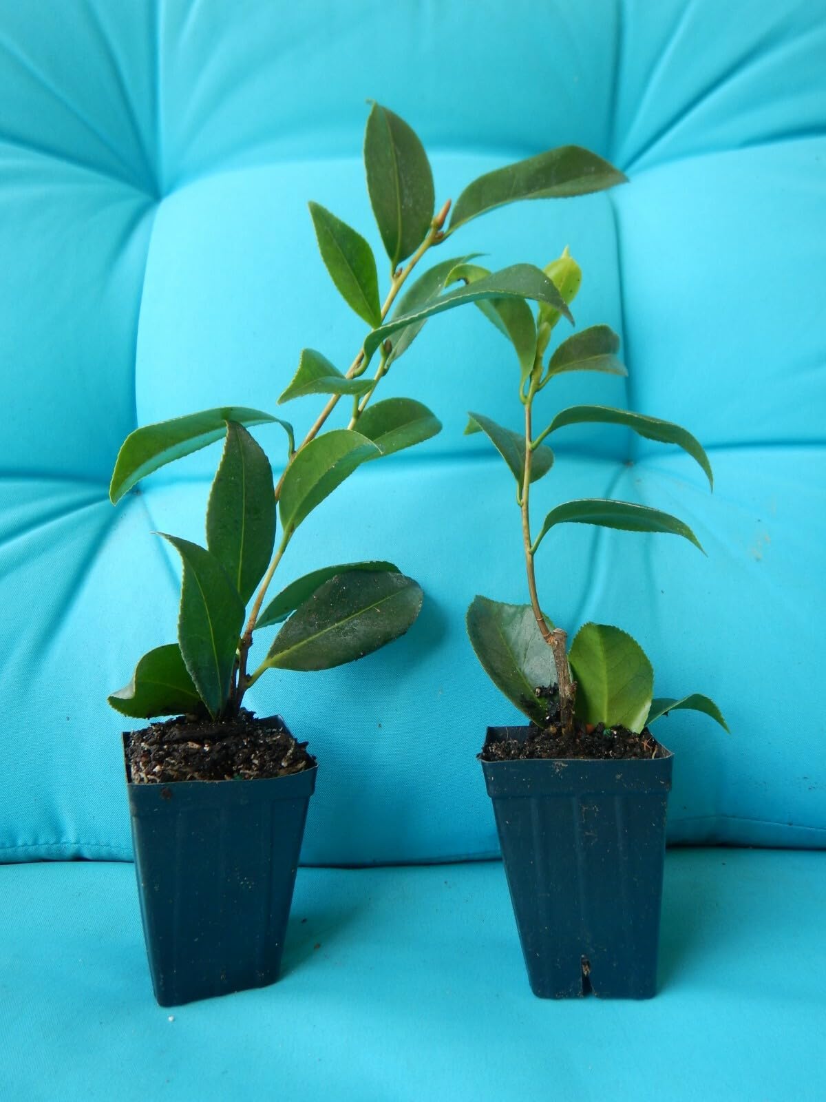 Live Plant - Look Again Camellia Japonica-Starter Plant-Pink Or White Or Both