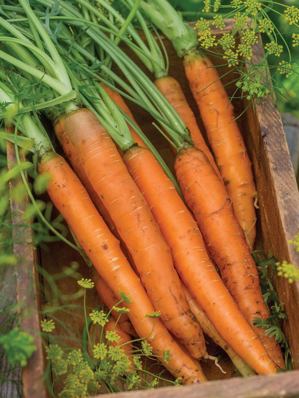 Burpee Nantes Half Long Carrot Seeds 3000 seeds