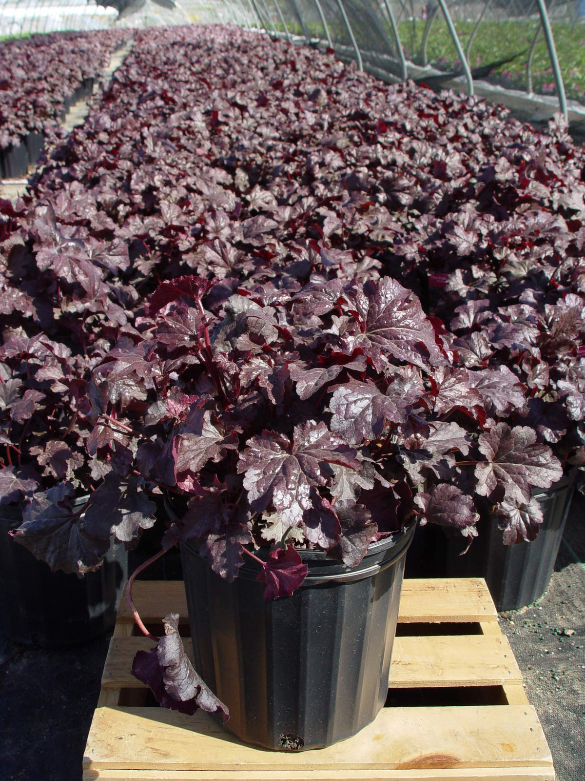 Heuchera 'Plum Pudding' (Coral Bells) Perennial, purple & silver foliage, 1 - Size Container