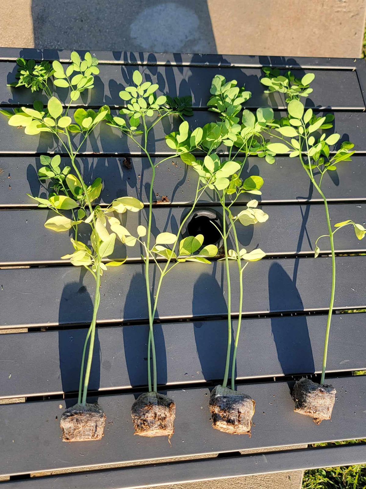 Moringa Plants 5 Moringa Trees Live Plants with Free Moringa Seeds - Moringa Oleifera - Drumstick Tree - Miracle Tree - Natural Herb