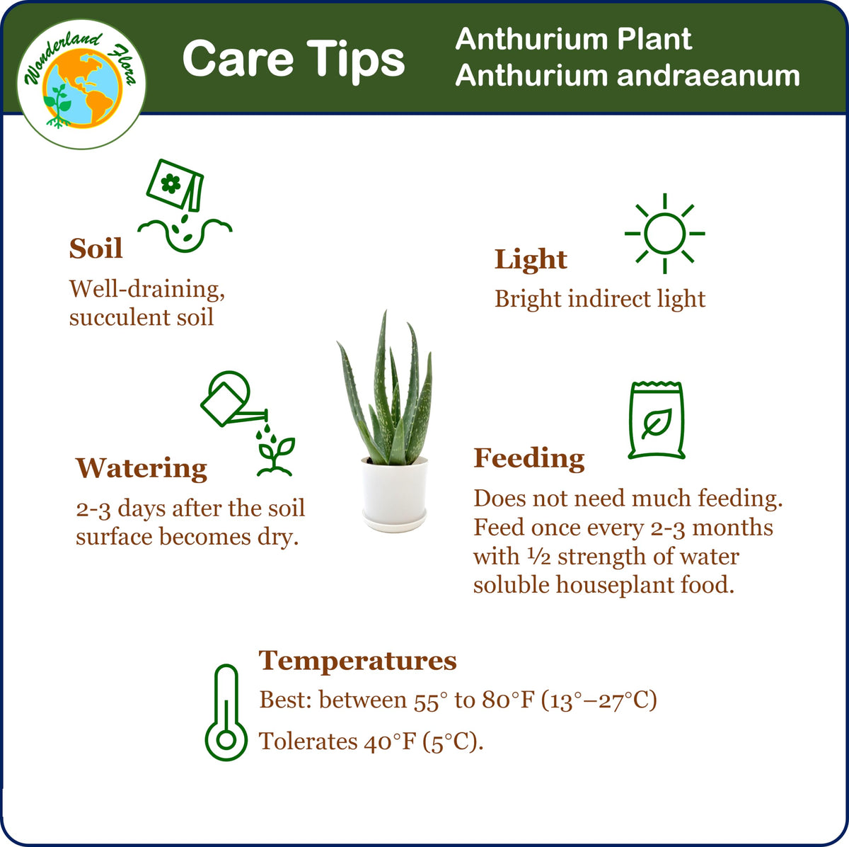 Aloe Vera, Aloe barbadensis, Succulent, 4” Pot