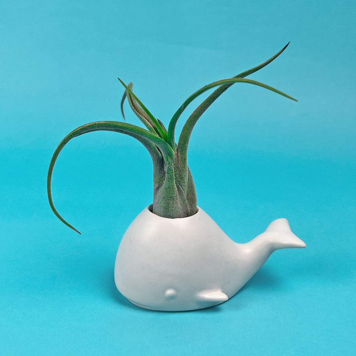 Fred Genuine Fancy Ceramic Mini Air Plant/Succulent Holder, Regular, Whale