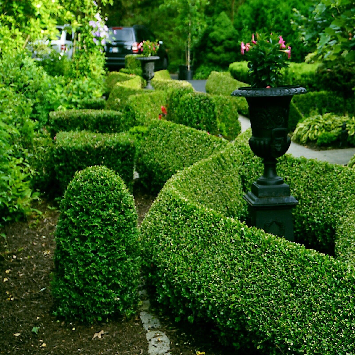 20 Seeds Common English Boxwood Tree | Buxus sempervirens Seeds Hardy Landscaping Shrub