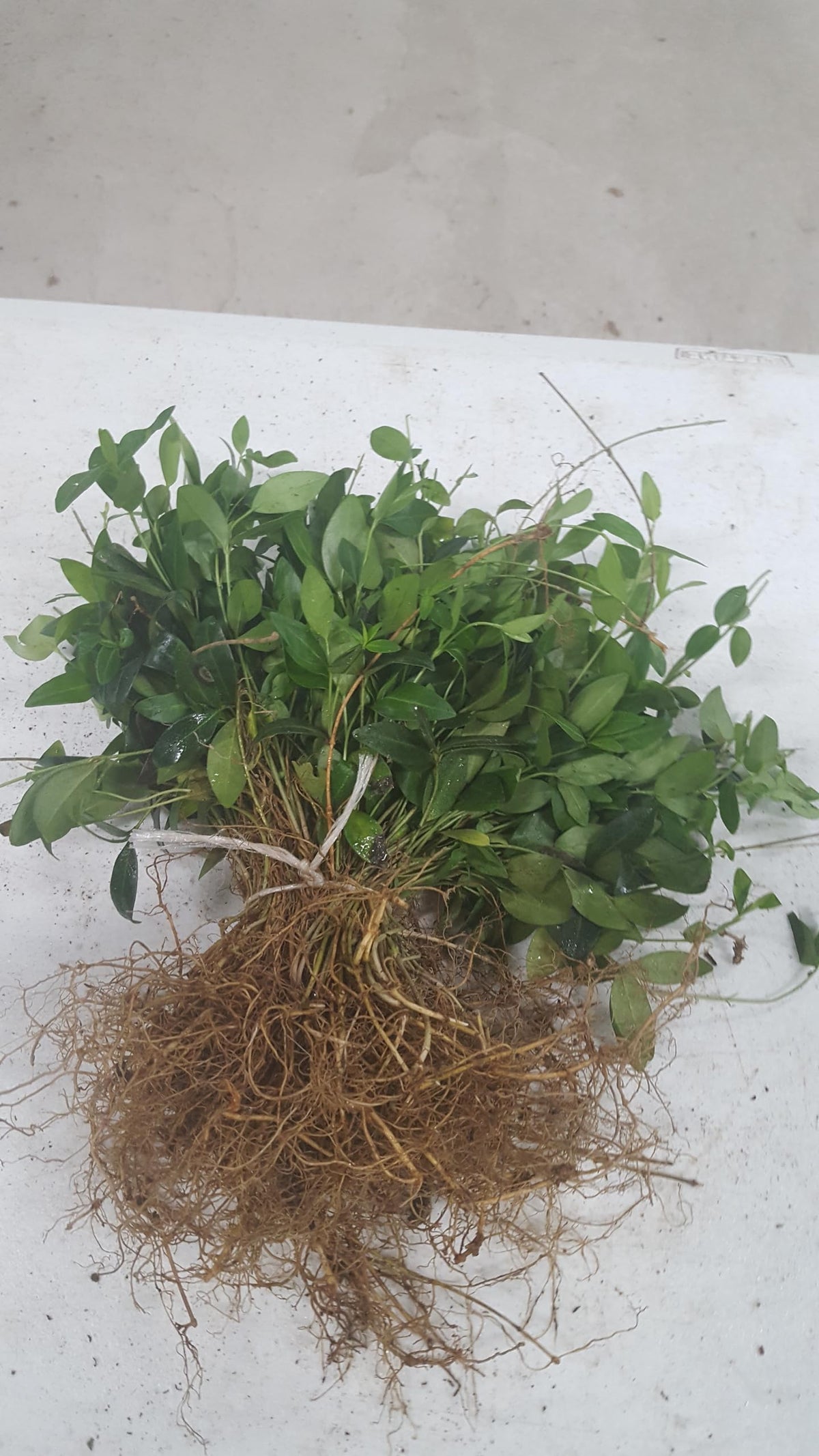 200 vinca Minor, Bare Root Plants, Periwinkle