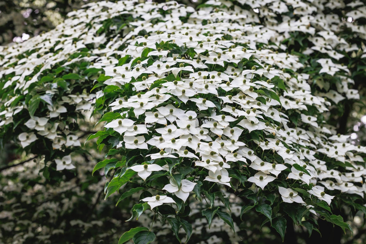 2 Kousa White Flowering Dogwood Tree Plants for Growing - Well Rooted Seedlings, Ships Bare Root in Peat