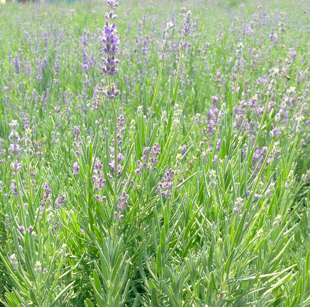 Lavandula ang. 'Munstead Strain' (Lavender) Perennial, lavender flowers, 1 - Size Container