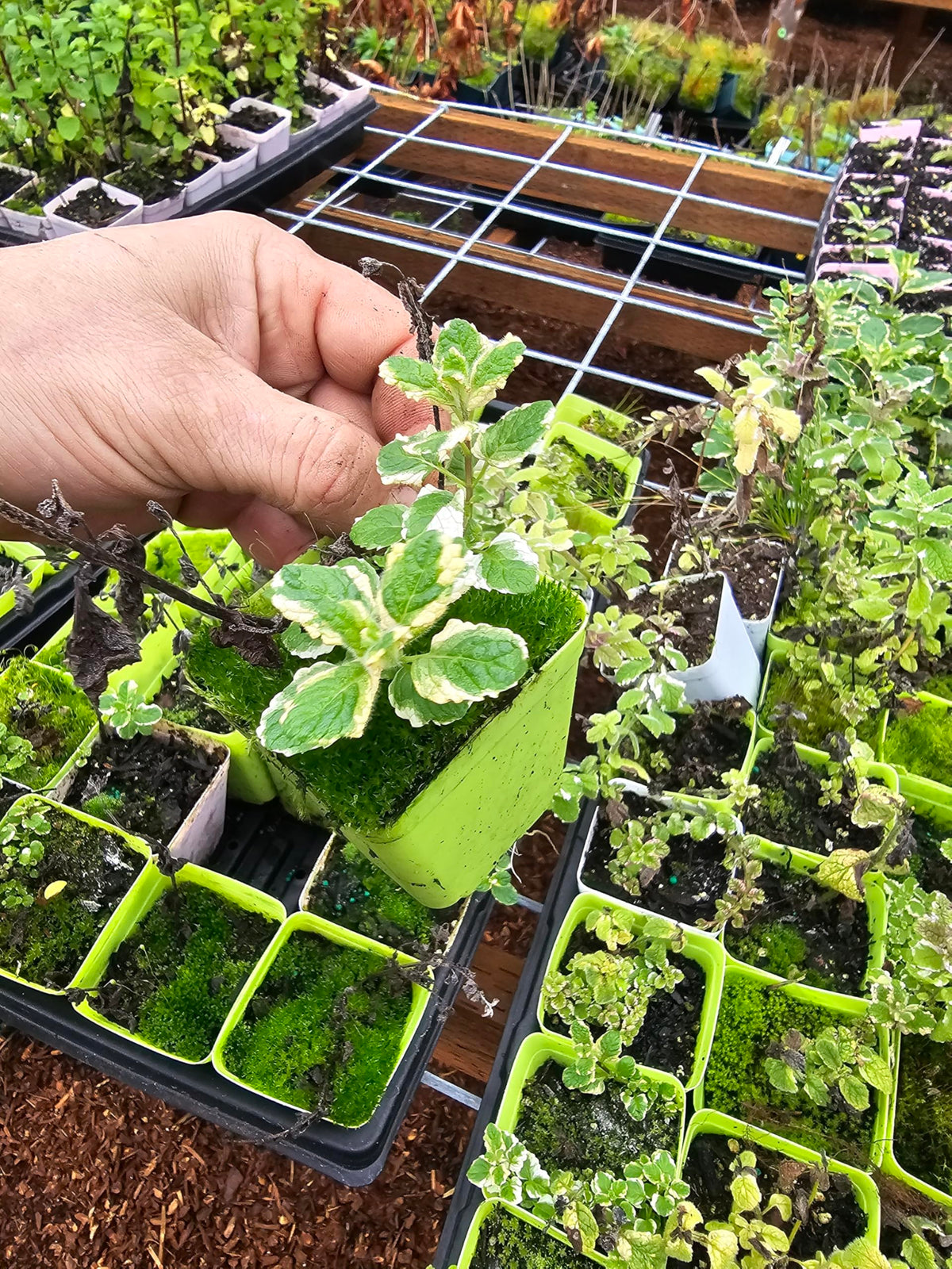 3 Pack Live Mint Plants Chocolate Orange Pineapple