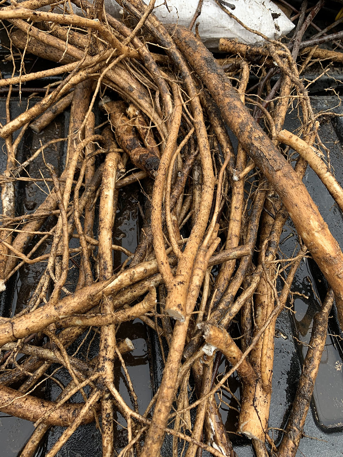3 Root Scion cuttings of Aralia spinosa Tree, Devil's Walkingstick Rare Exotic Hardy