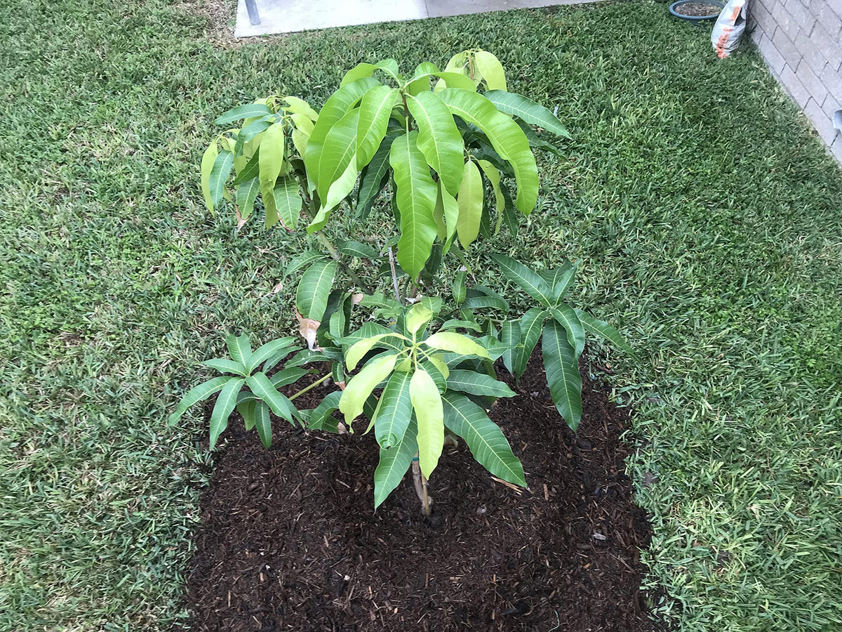 Mango Tree - Live Fruit Tree in a 3 Gallon Pot - Mangifera Indica 'Coconut Cream' - Tropical Edible Fruit Bearing Tree