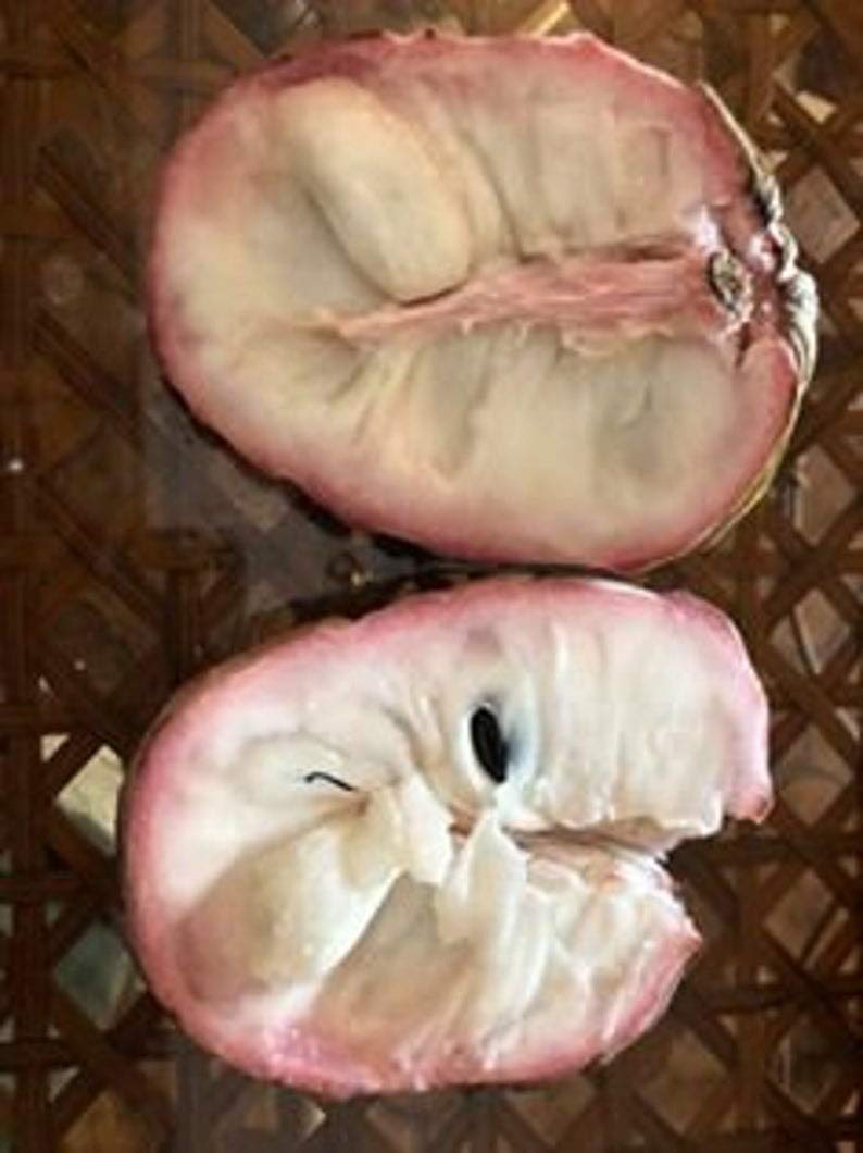 1 Atemoya Lisa Fruit Tree - Grafted Tree Live Plant
