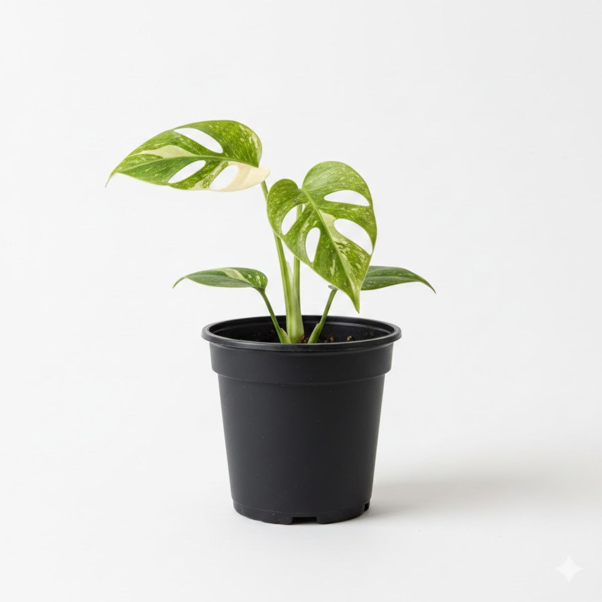 Constellation Monstera Plant, Rare Variegated Monstera Live Plant, Philodendron Houseplant for Indoor Growing, 4 to 6 Inc Tall