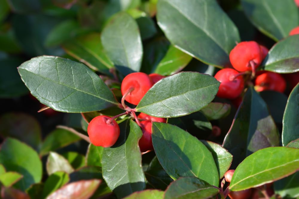 Partridge Berry Plant - Easy to Grow, Very Attractive Red Berries (1 Plant)
