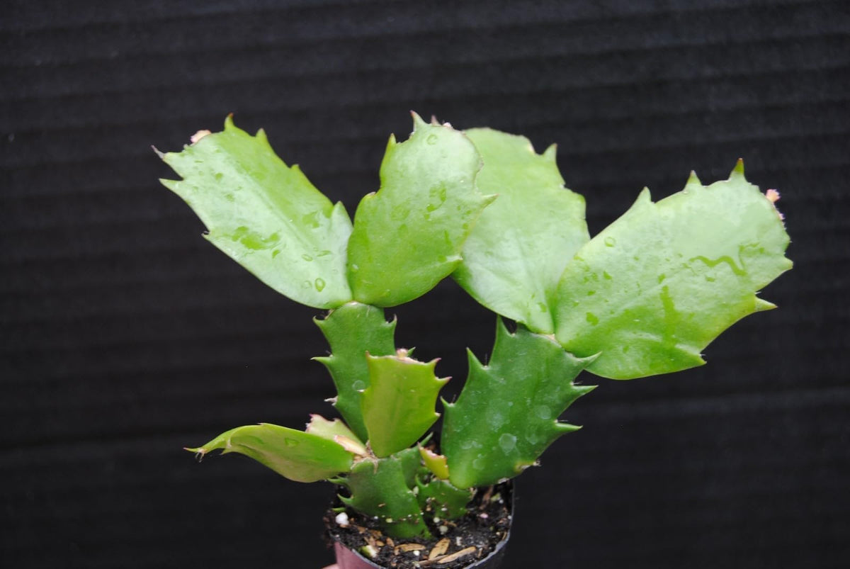 Live Plant - Christmas Cactus Starter Plant Epric Star Schlumbergera Truncata