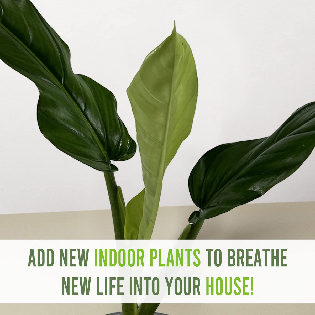 LEAL PLANTS ECUADOR Philodendron Lehmannii (Pack of 2)| Vibrant Live Indoor Plant | Heart-Shaped Elephant Ear Foliage | Air-Purifying Houseplant | Perfect Tropical Touch for Home Décor