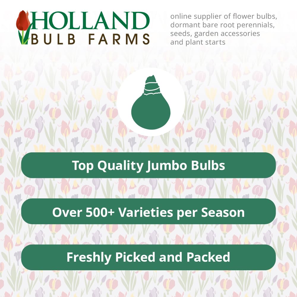 Red King Humbert Canna Flower Bulbs - 3 Bulbs per Pack - Attracts Butterflies and Hummingbird - Deer Resistant - Grows Well in Containers - Easy to Grow Live Plants - Outdoor Garden