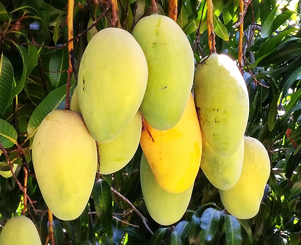 Mango Tree - Live Fruit Tree in a 3 Gallon Pot - Mangifera Indica 'Valencia Pride' - Tropical Edible Fruit Bearing Tree