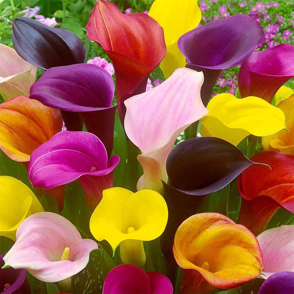 Calla Lily Bulbs for Planting (5 Bulbs) - Mixed Color - Big Healthy Bulbs for Growing
