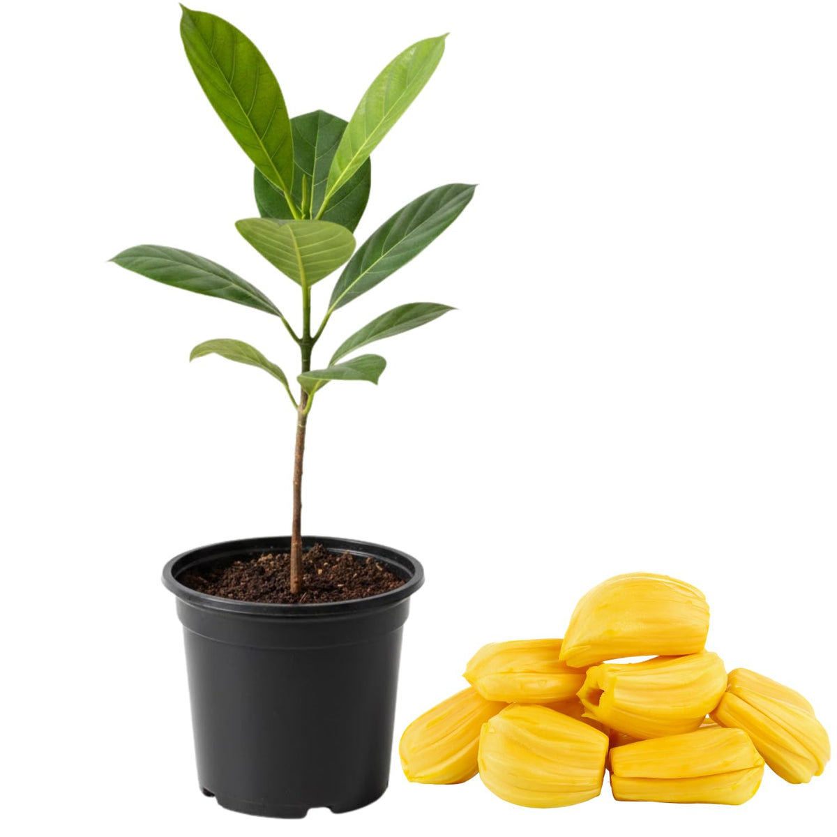 Jackfruit Plant, 6-10 Inch Live Tropical Jackfruit Fruit Tree, 4 Inch Pot, Large Sweet Fruit Starter Plant