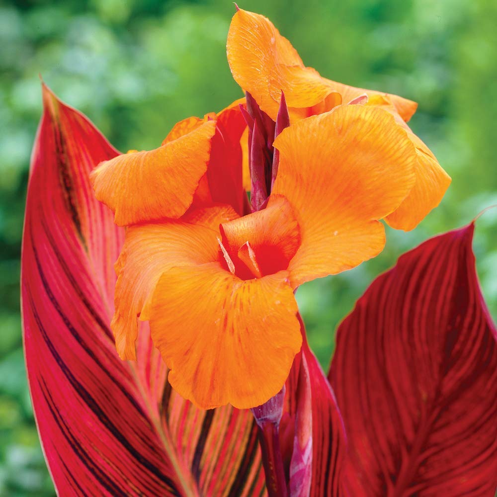 Canna 2 Bulbs