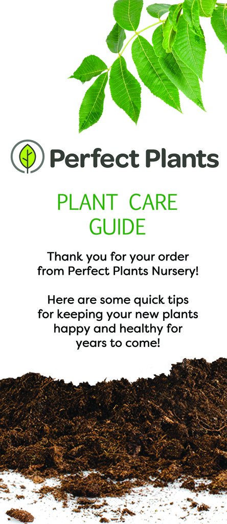 Perfect Plants Red Ruffles Azalea Live Plant, 1 gallon, Includes Care Guide