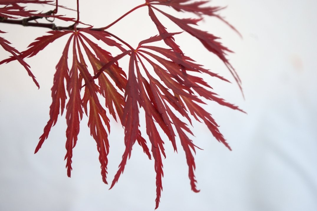 Red Dragon Weeping Japanese Maple - 3 Year Live Plant