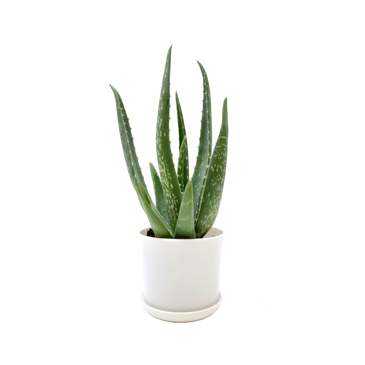 Aloe Vera, Aloe barbadensis, Succulent, 4” Pot