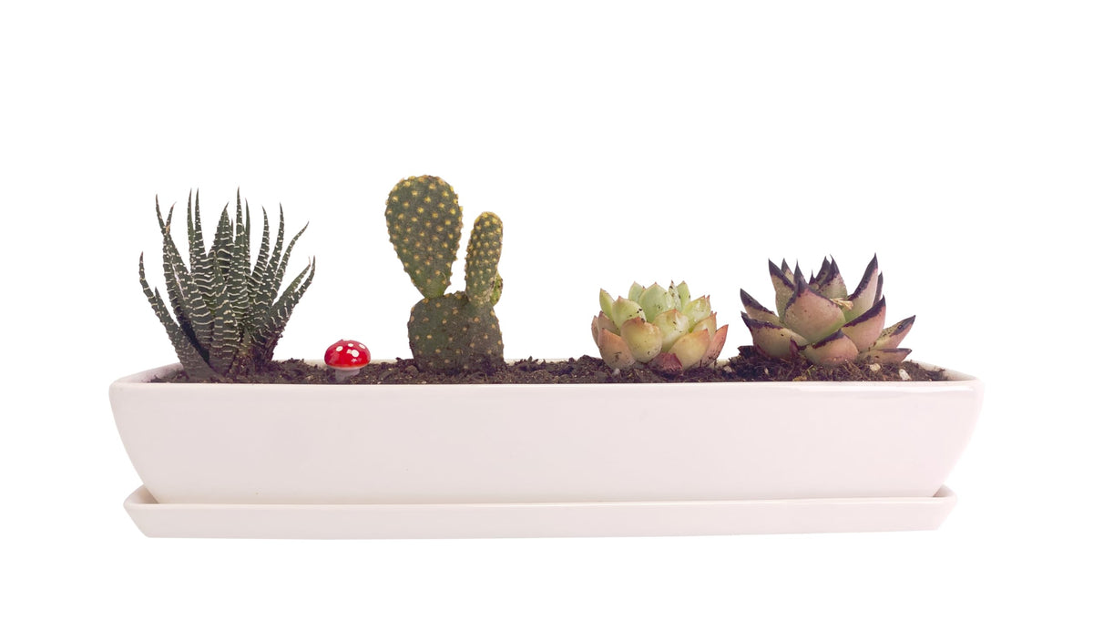 Kipokalor Two Set of Long Rectangular Modern Succulent Planter Pot,with Ceramic Saucer for Office,Desk,Window. (2)