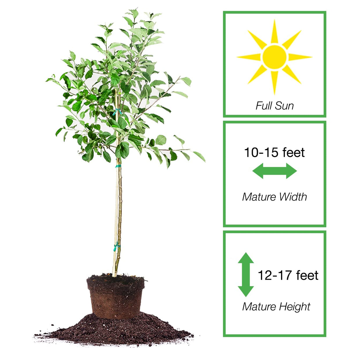 Perfect Plants Gala Apple Tree 1 Gallon | Live Fruit Trees for Outdoor Planting | Fresh Apples for Eating, Canning, & Dehydrating | Sweet & Tasty Fruits Ripen in Fall