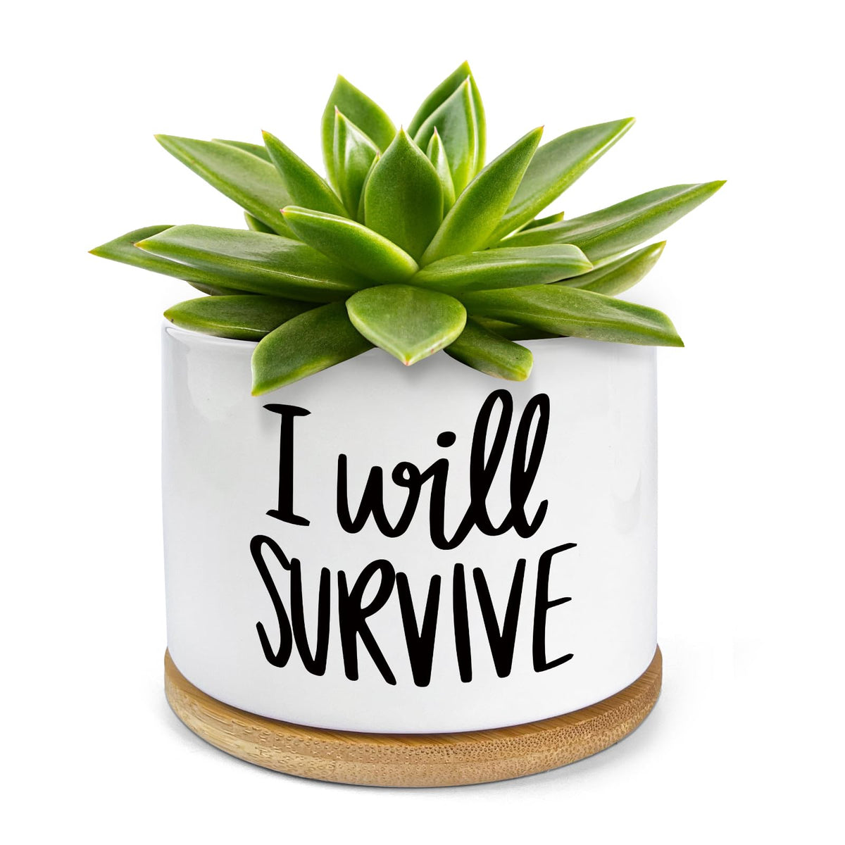 WHING 3.5 Inch Mini Succulent Planter Pot, I Will Survive Funny Engraved White Ceramic Cactus Pot with Bamboo Tray, Indoor Flower Plant Pots for Home Office Windowsill Decor Gift, Plant Not Included
