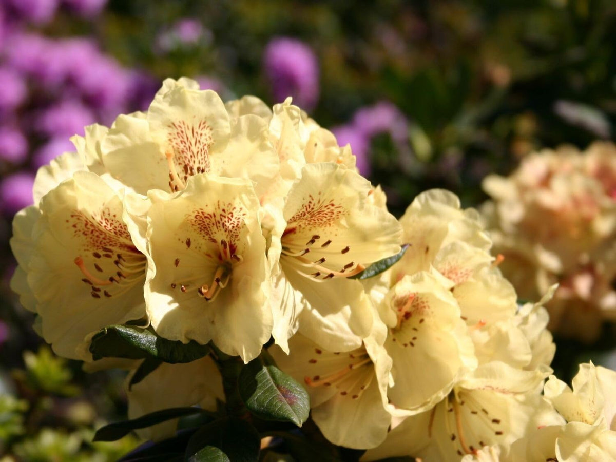 Live Plant - GOLDPRINZ RhododendronWell Rooted Starter Plant