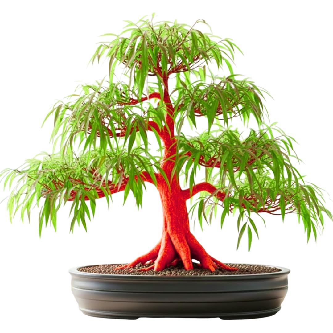 Flame Willow Bonsai Tree Cutting to Grow - Brilliant Orange-Red Bark - Thick Trunk Cutting - Fast Growing Bonsai - Cold-Hardy Deciduous Shrub or Small Tree - Unique Eye Catching
