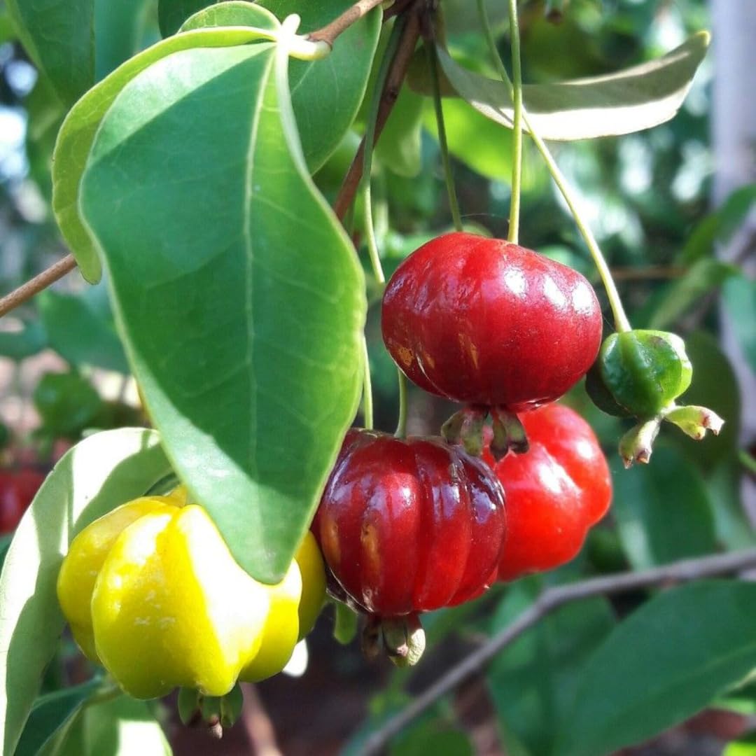 Surinam Cherry Tree for Planting 2.5–3 Ft | Live Cherry Plant | Compact Tropical Fruit Tree for Backyard, Outdoor, and Container Growing | No Ship to CA,HI,AK