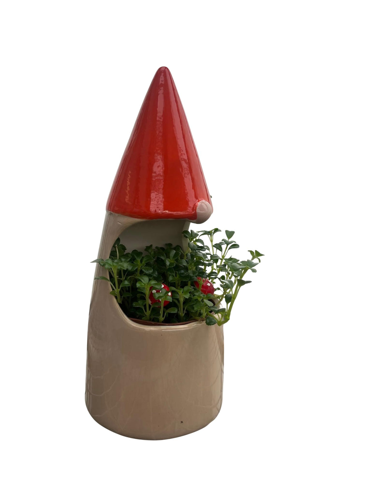 Funky Gnome Ceramic Planter with Live Trailing Houseplant - 9" x 3.5"