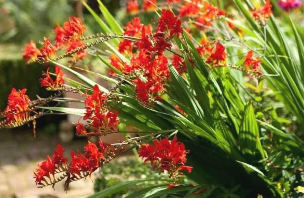 Crocosmia Lucifer ,10 Bulbs | Vibrant Red ,hummingbird Magnet
