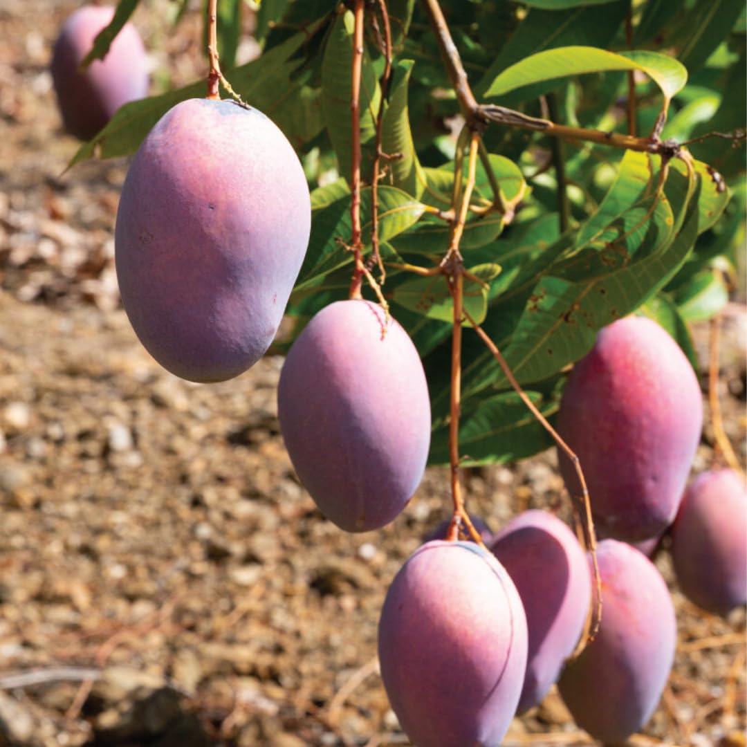 No CA, Julie Grafted Mango Tree Live Plant, Live Mango Tree Cold Hardy Mango Plant, Large Mango Tree 2 to 3 Ft Tall in 3 Gallon Pot, Grafted Big Mango Tree Live Plant