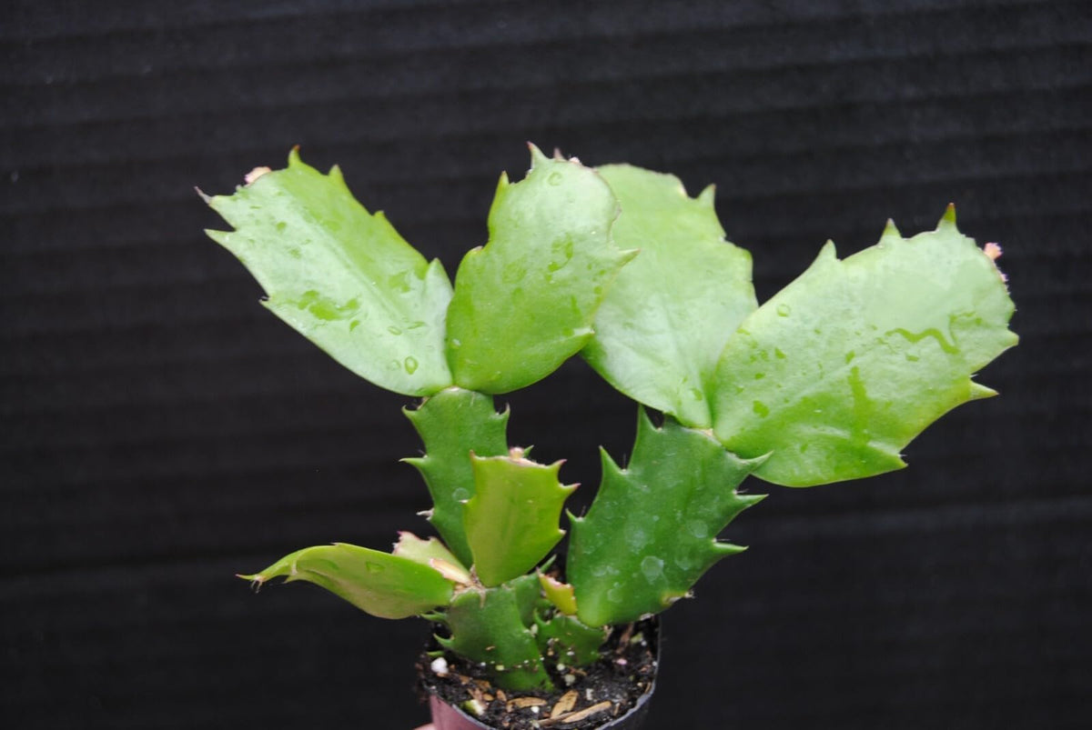 Live Plant - Christmas Cactus Starter Plant Aurea Schlumbergera Truncata