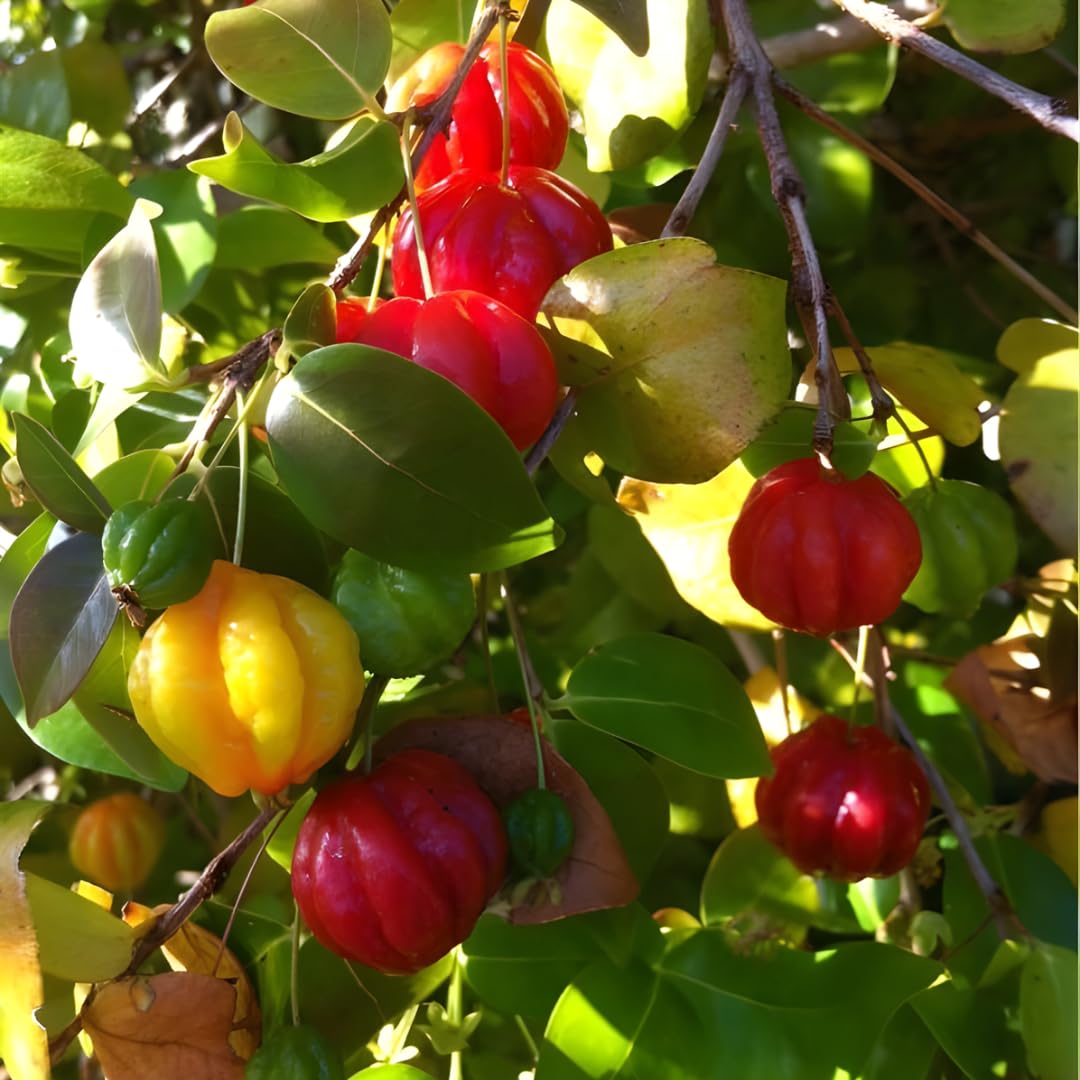 Surinam Cherry Tree for Planting 2.5–3 Ft | Live Cherry Plant | Compact Tropical Fruit Tree for Backyard, Outdoor, and Container Growing | No Ship to CA,HI,AK