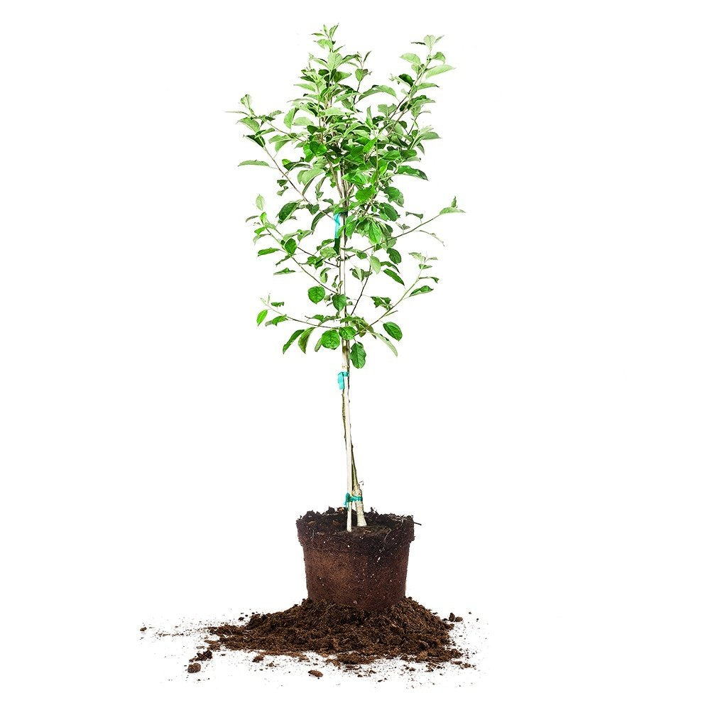 RED Delicious Apple Tree - Size: 3-4 ft, Live Plant, Includes Special Blend Fertilizer & Planting Guide