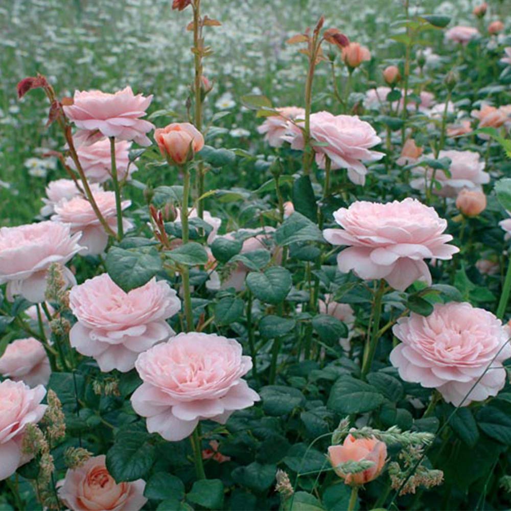 Heirloom Roses Rose Plant - Queen of Sweden® Pink Rose Bush, David Austin Live Plant for Planting Outdoors